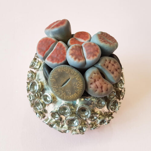 Lithops Bijoux Harmony