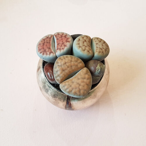Lithops Bijoux Joy