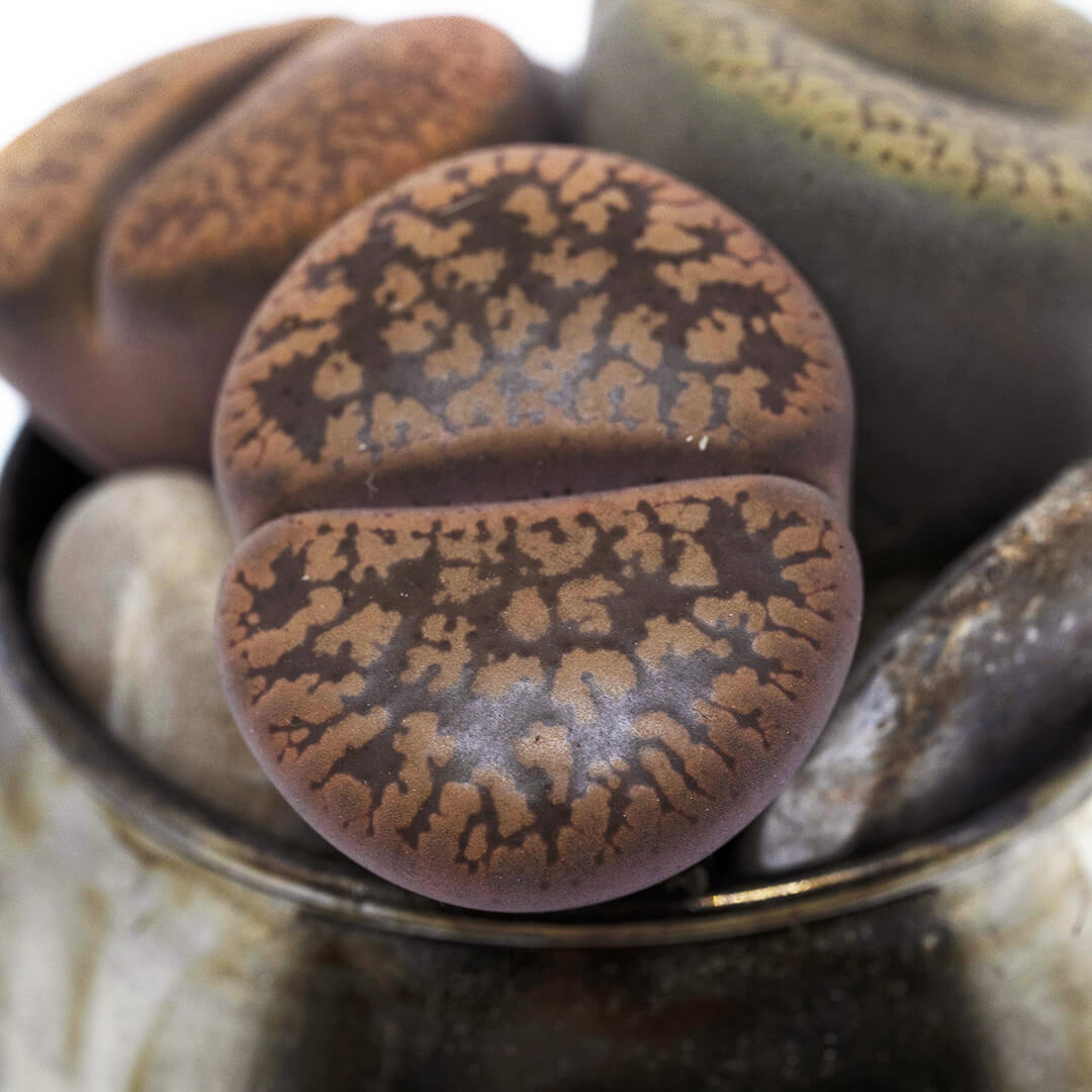 Lithops Bijoux Joy