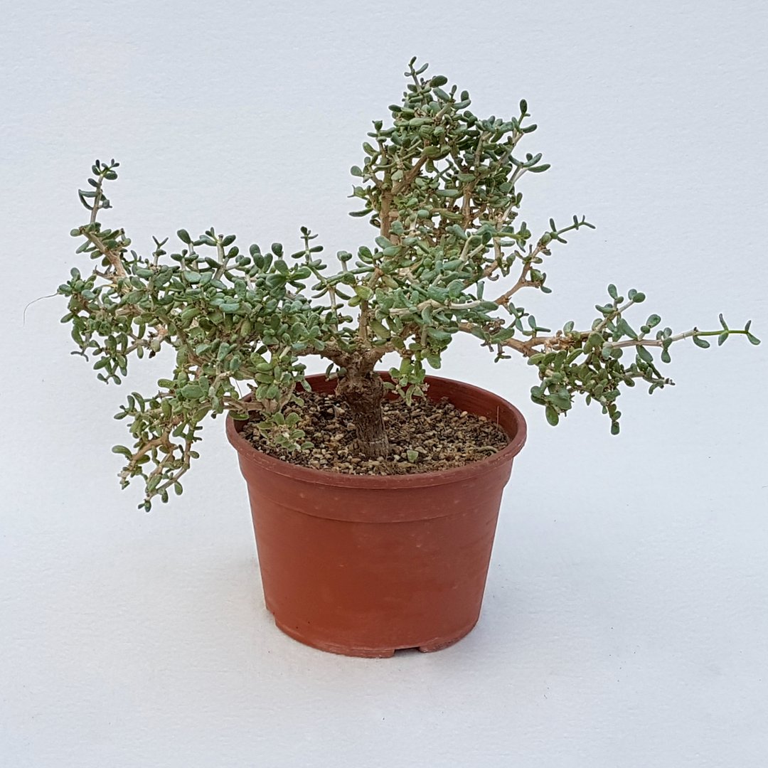 Ceraria pygmaea 19D
