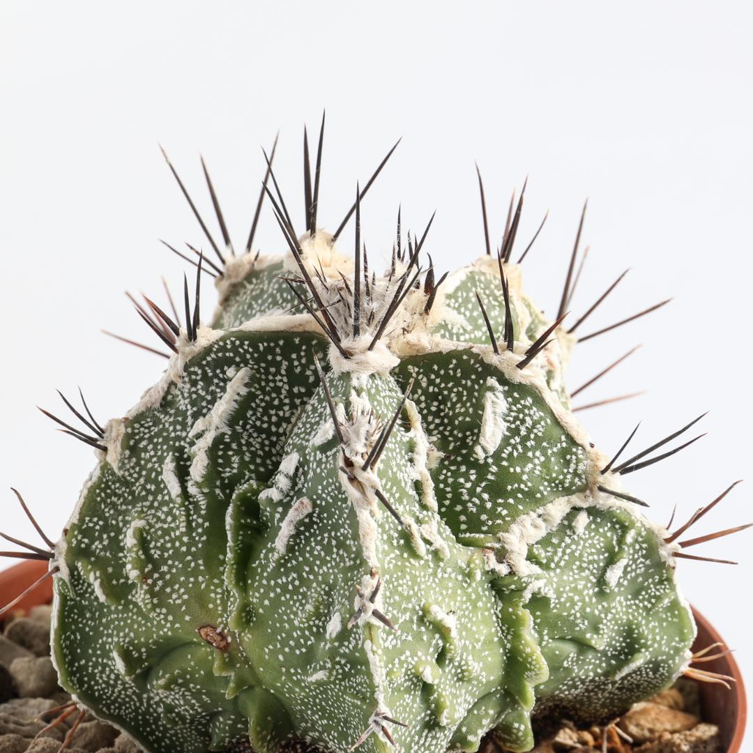 Astrophytum ornatum fukuryu haku-jo hybrid Ø 10,5 cm
