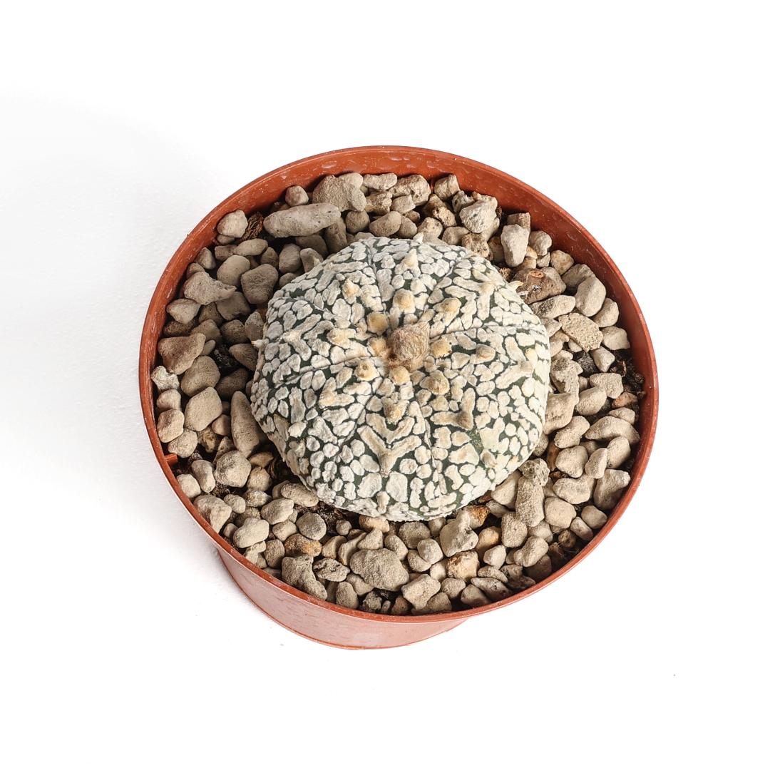 Astrophytum asterias hybrid Ø 10,5 cm