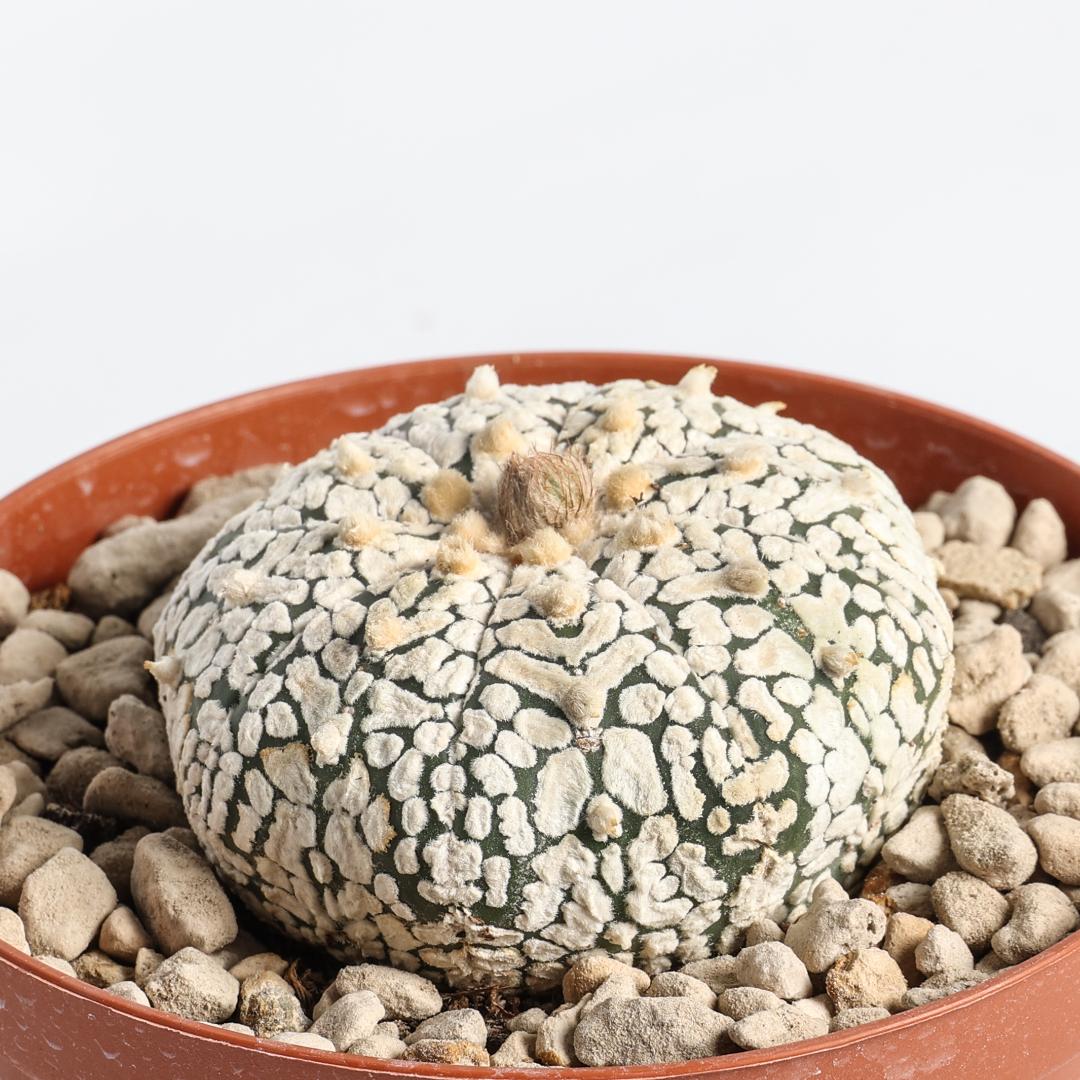 Astrophytum asterias hybrid Ø 10,5 cm