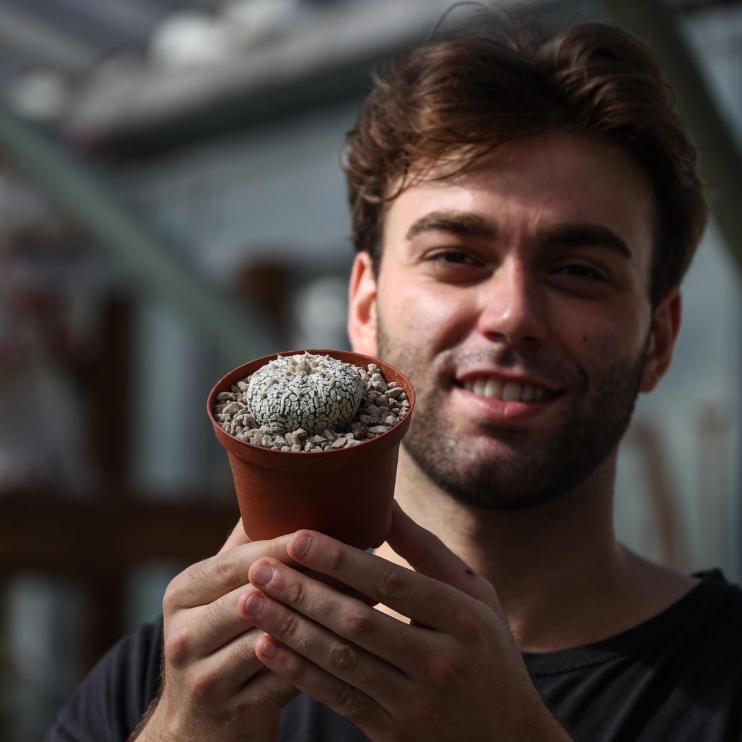 Astrophytum asterias hybrid Ø 10,5 cm