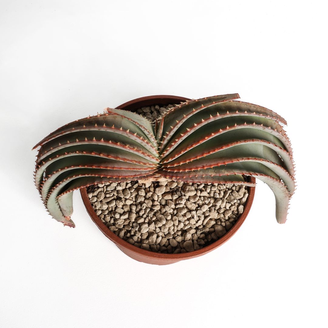 Aloe suprafoliata Ø 16 cm