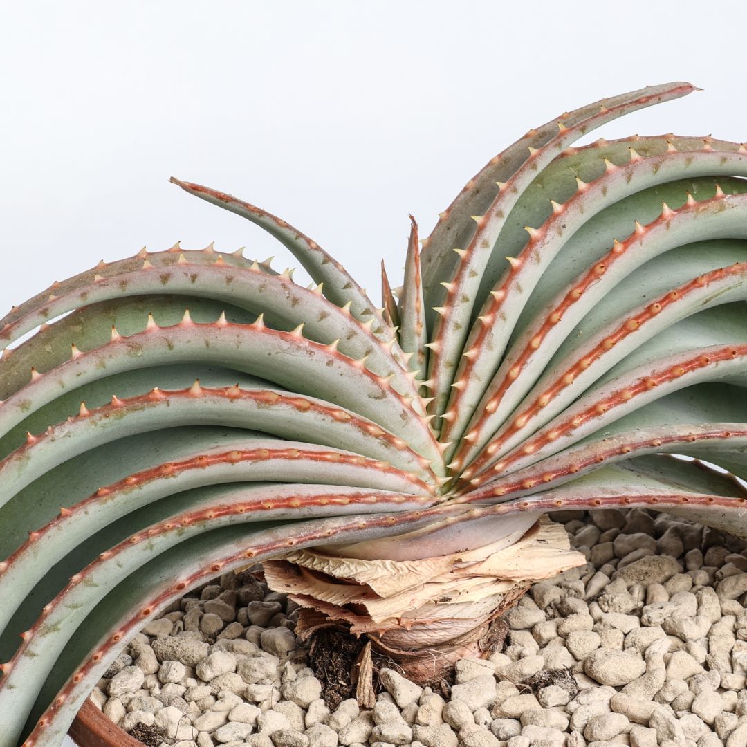 Aloe suprafoliata Ø 16 cm