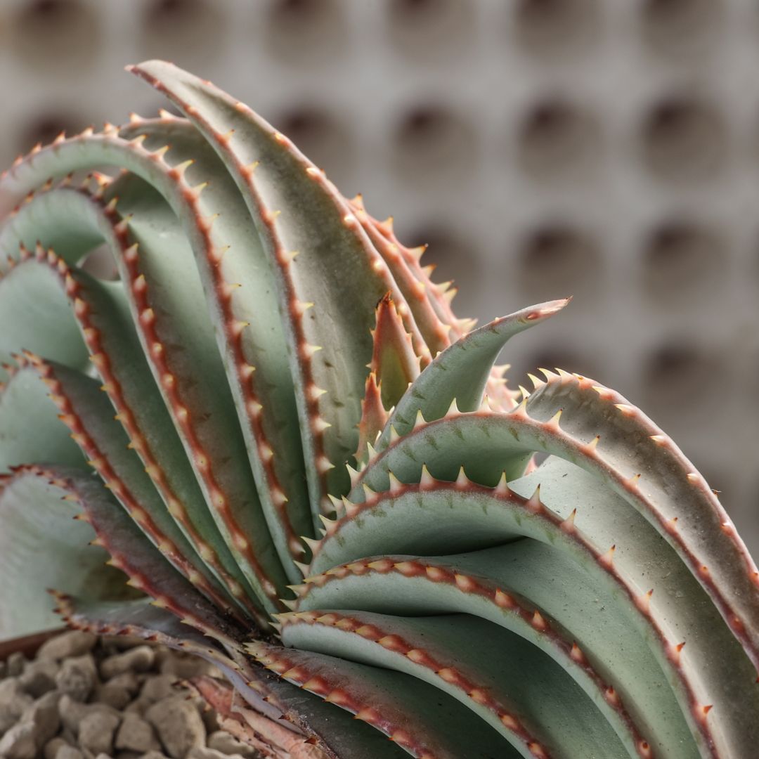 Aloe suprafoliata Ø 16 cm