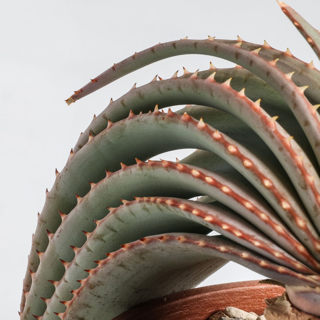 Aloe suprafoliata Ø 16 cm