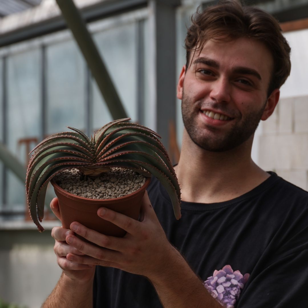 Aloe suprafoliata Ø 16 cm
