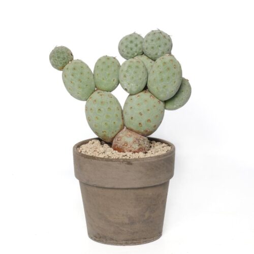 Tephrocactus geometricus "13 palle" Ø 17 cm