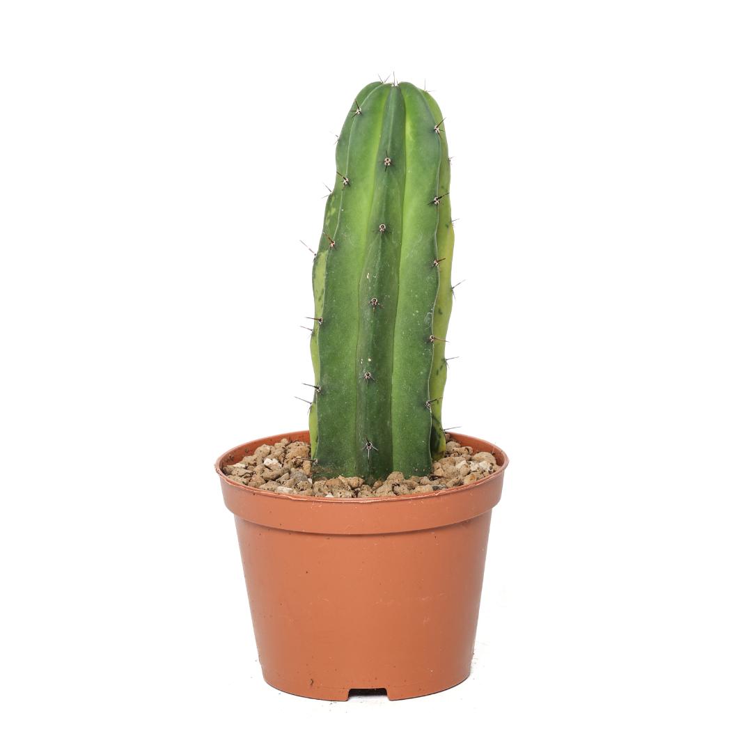 Polaskia chichipe lemon lime Ø 10,5 cm