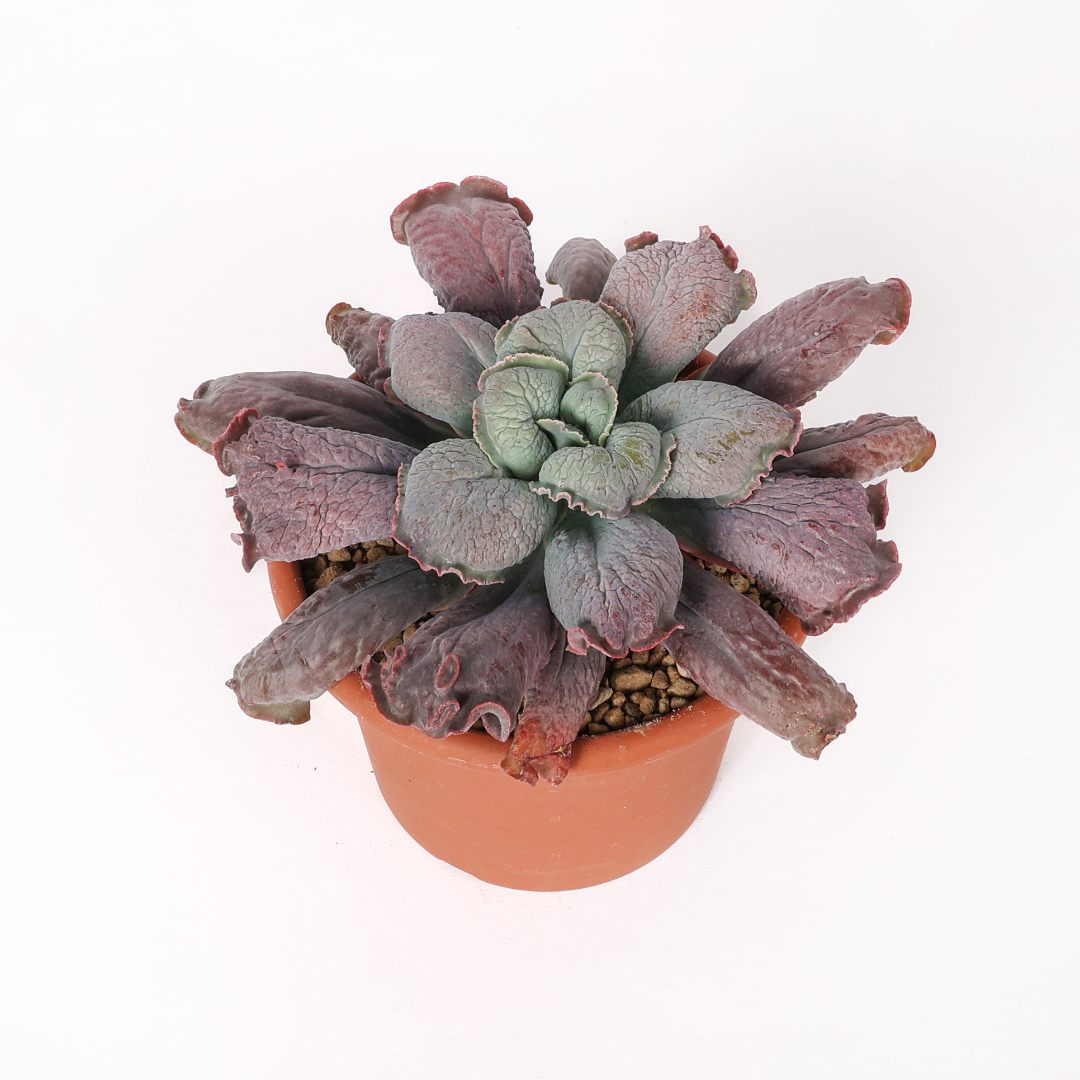 Echeveria linguas Ø 18 cm - immagine 2