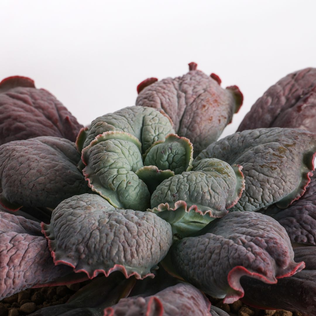 Echeveria linguas Ø 18 cm - immagine 3