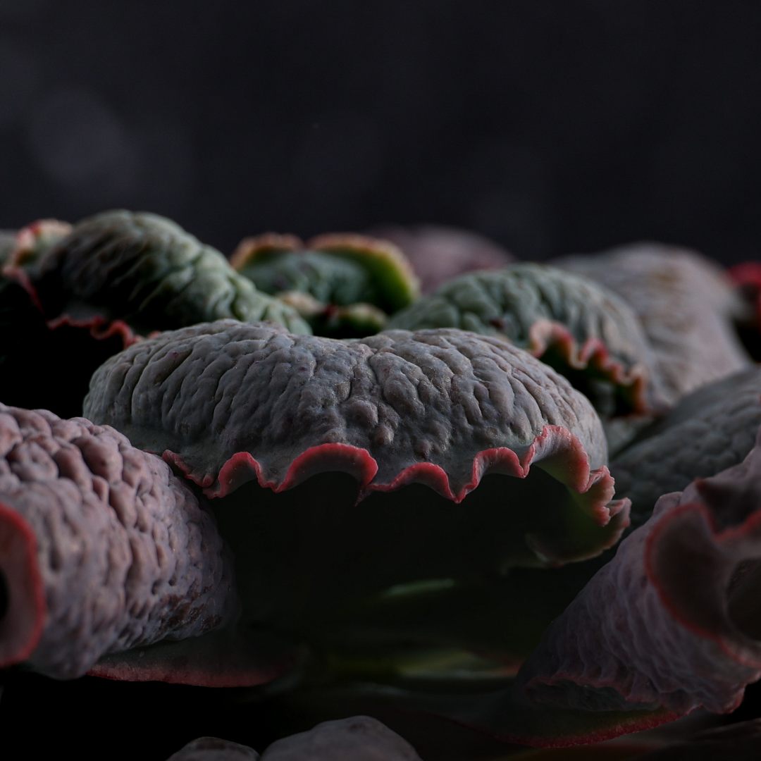 Echeveria linguas Ø 18 cm - immagine 4