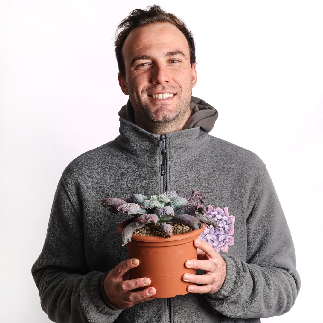 Echeveria linguas Ø 18 cm - immagine 5