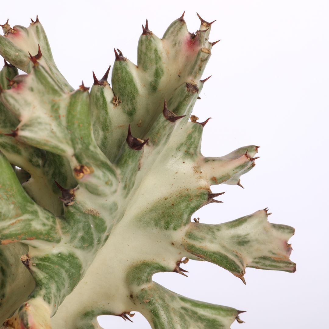 Euphorbia lactea White Ghost Ø 17 cm