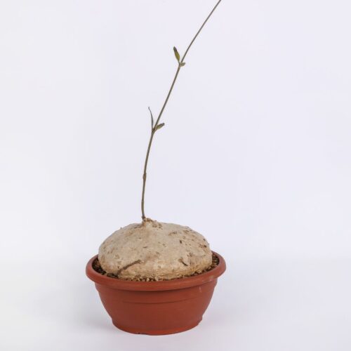 Raphionacme burkei Ø 20 cm