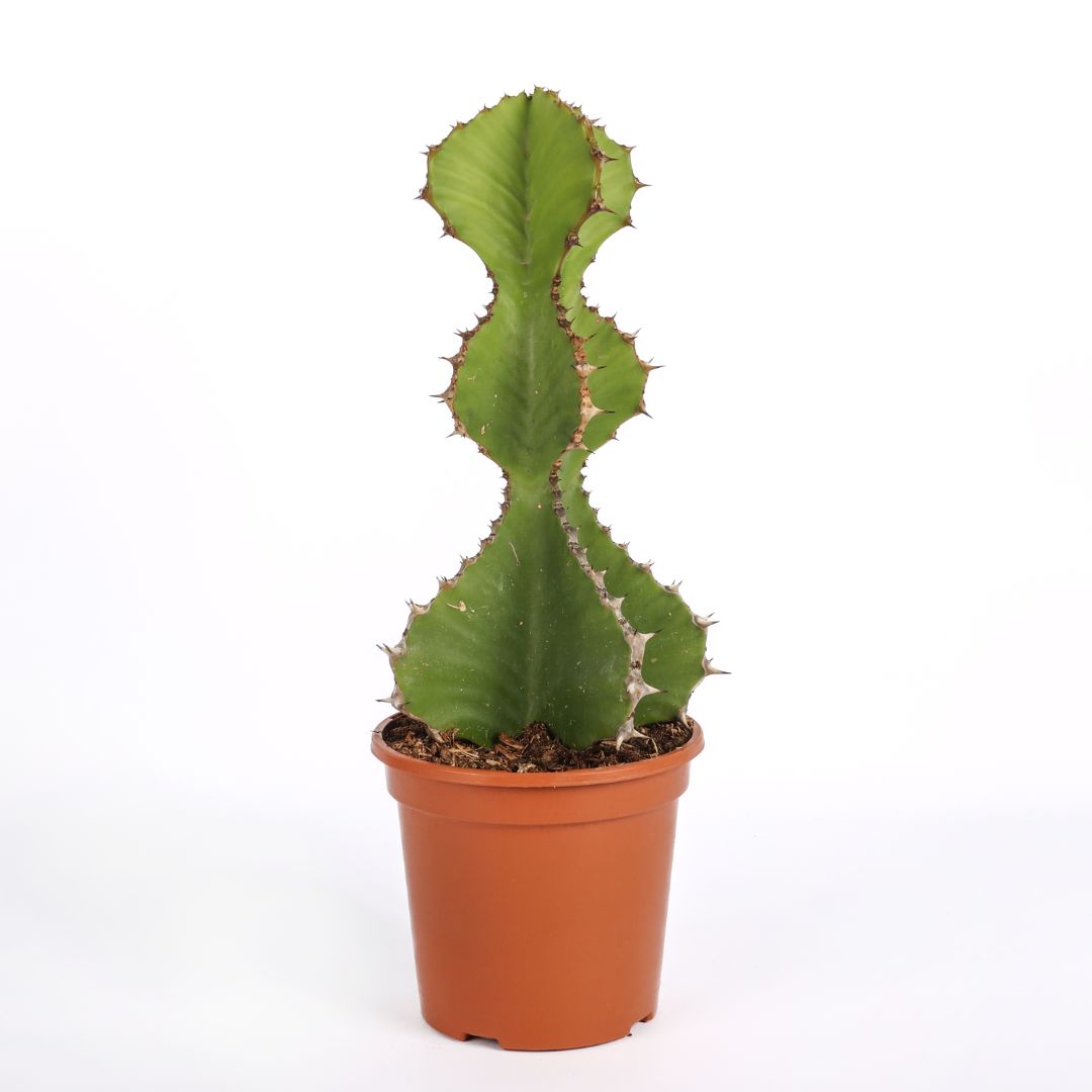 Euphorbia cooperi Ø 17 cm