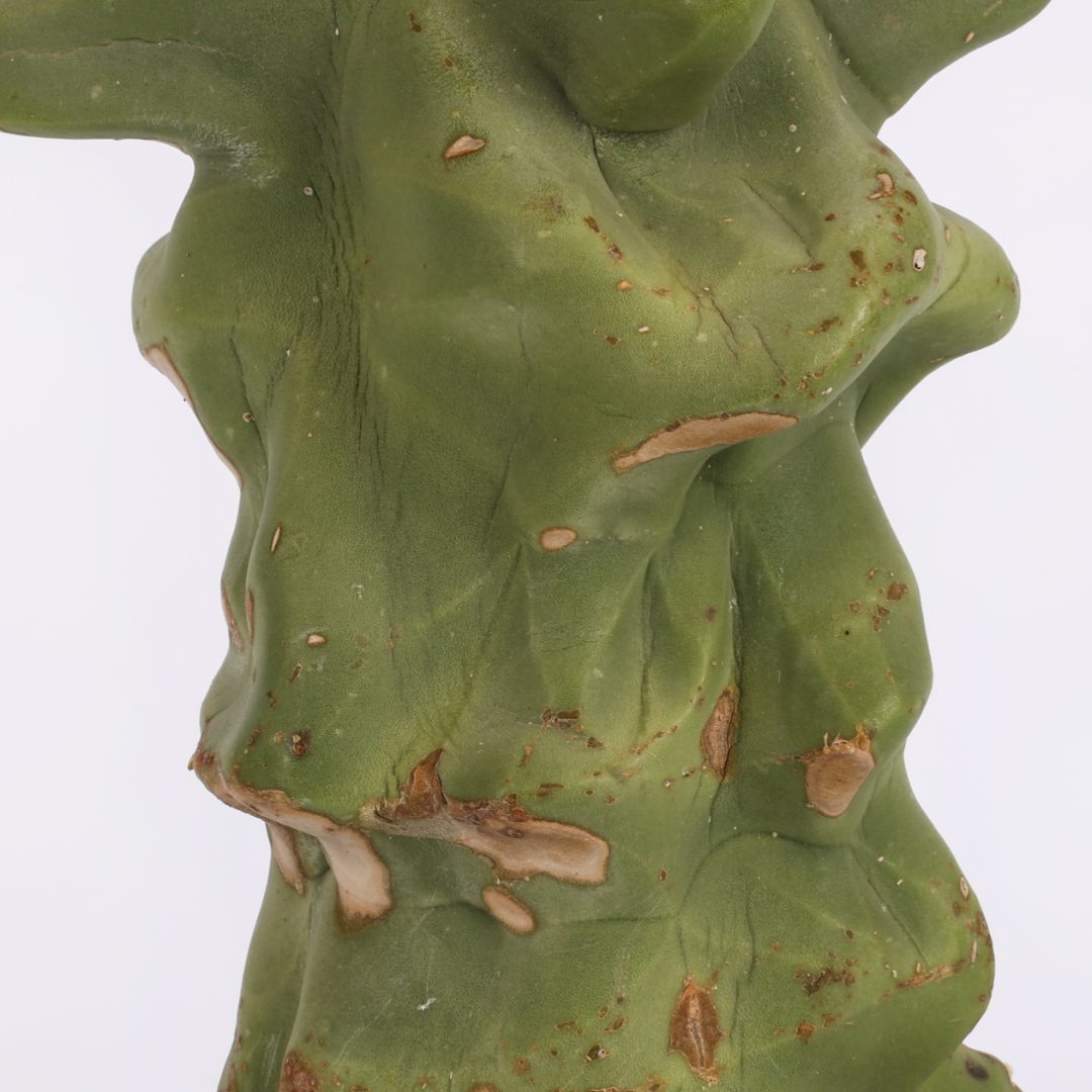 Lophocereus schottii major Mostruoso Ø 21 cm