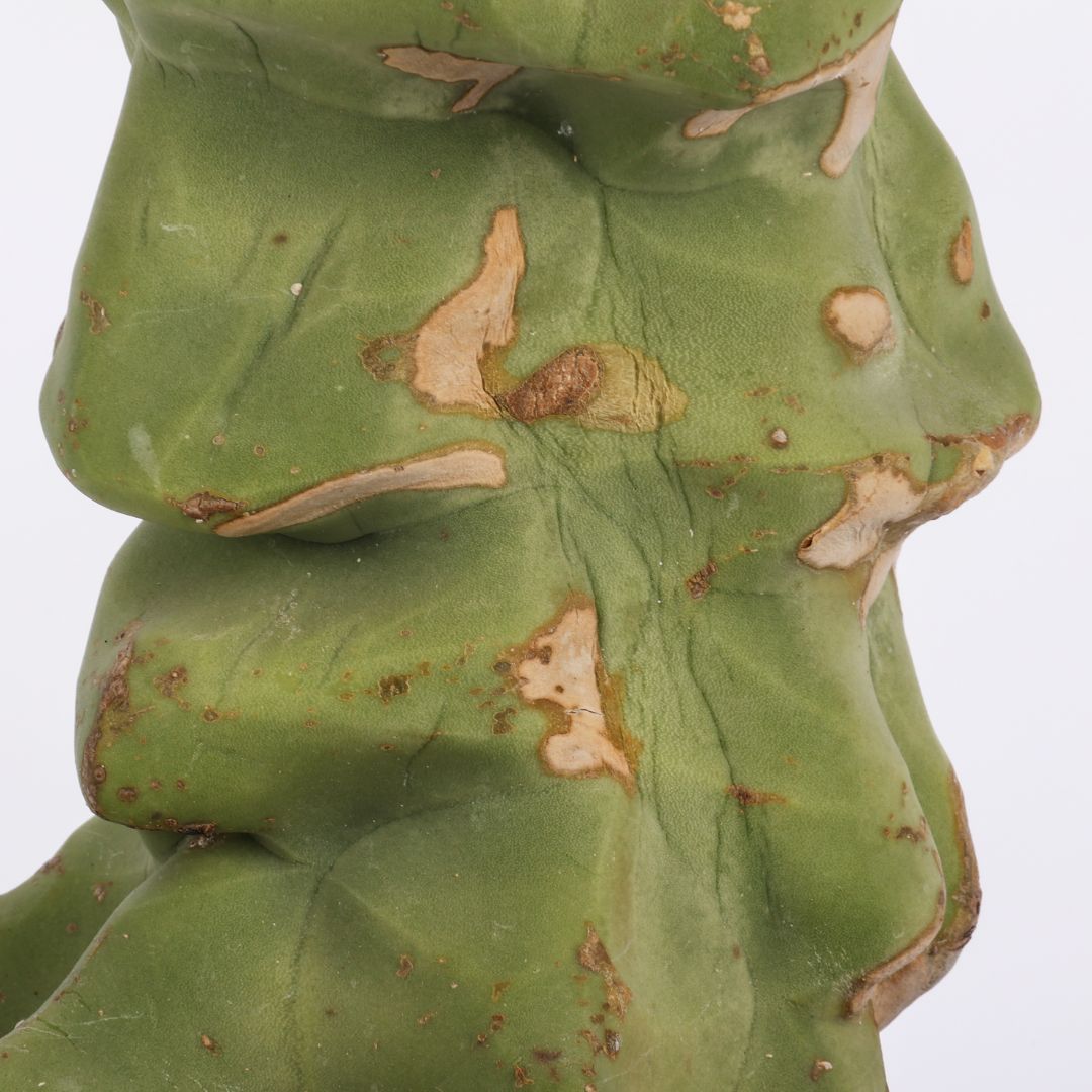 Lophocereus schottii major Mostruoso Ø 21 cm