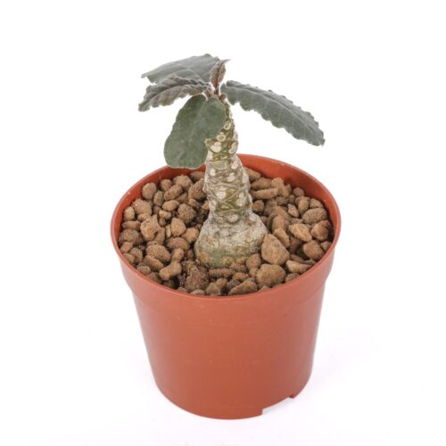 Dorstenia lavrani Ø 6,5