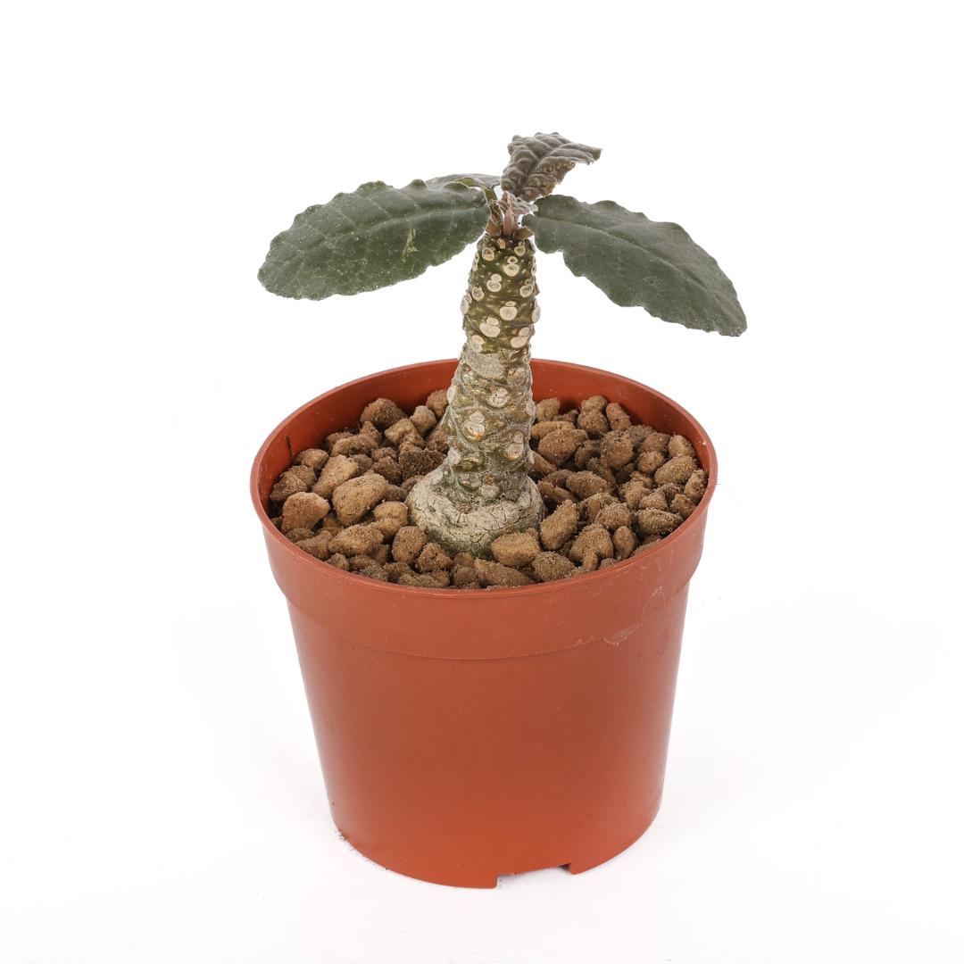 Dorstenia lavrani Ø 6,5