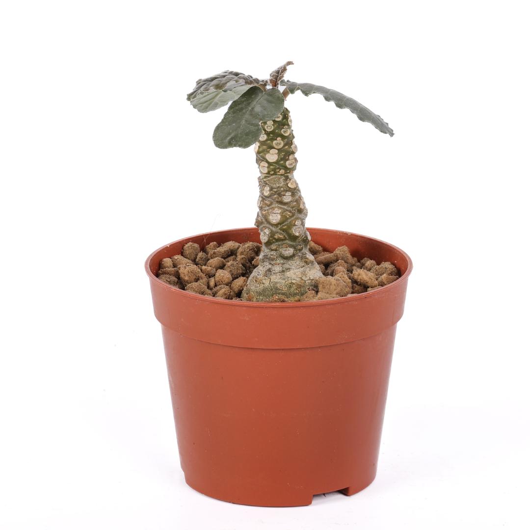 Dorstenia lavrani Ø 6,5