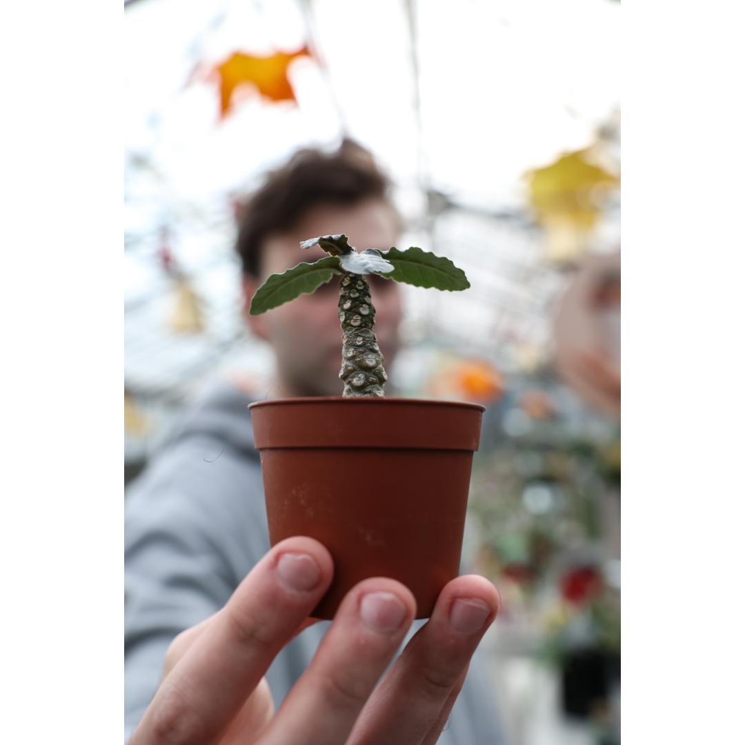 Dorstenia lavrani Ø 6,5