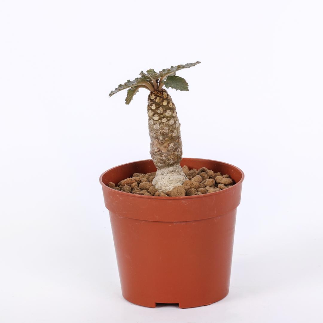 Dorstenia hybrid Ø 6,5