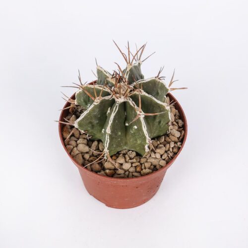 Astrophytum ornatum haku-jo hybrid Ø 10,5