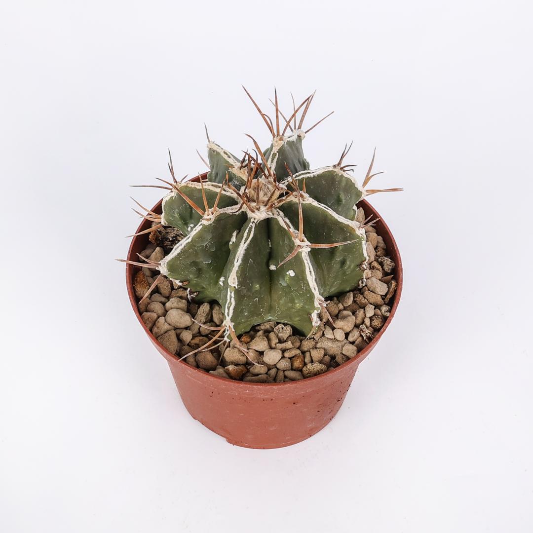 Astrophytum ornatum haku-jo hybrid Ø 10,5