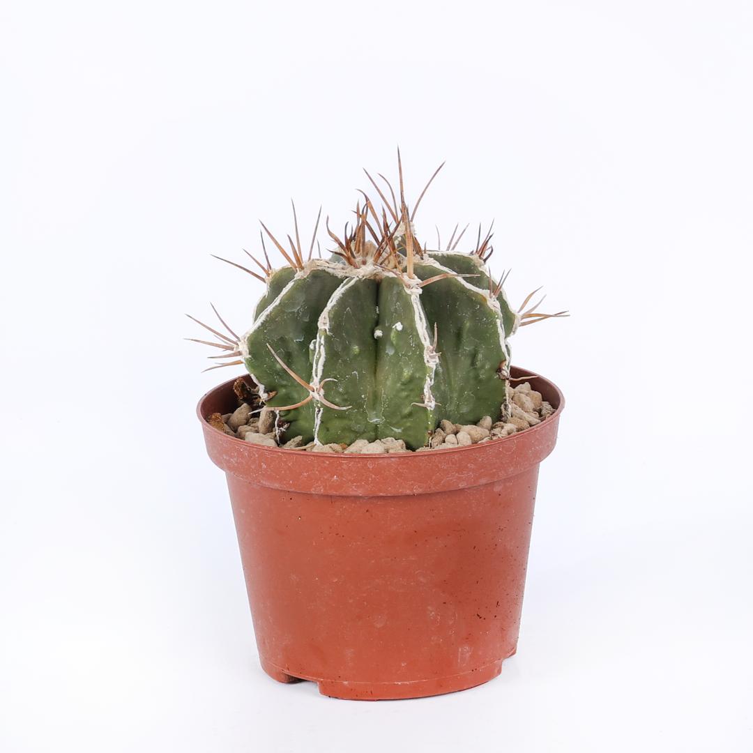 Astrophytum ornatum haku-jo hybrid Ø 10,5