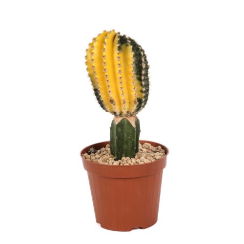 Echinopsis eyriesii variegato Ø 12