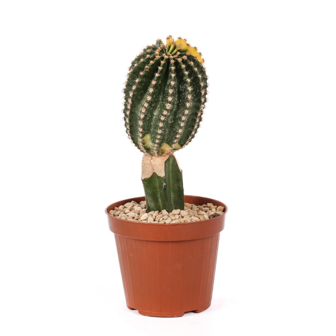 Echinopsis eyriesii variegato Ø 12