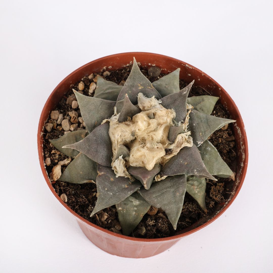 Ariocarpus retusus Ø 12