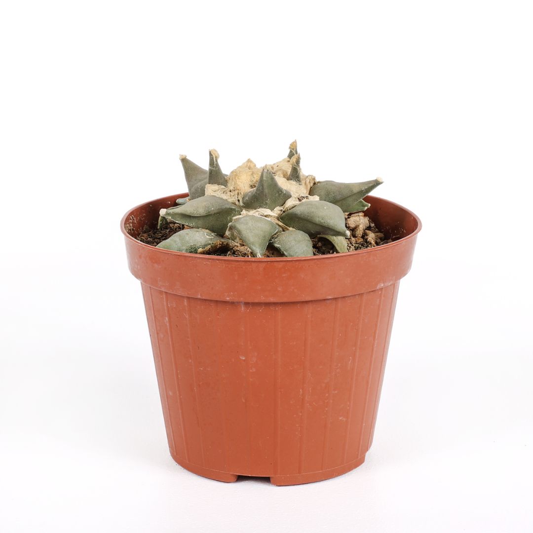 Ariocarpus retusus Ø 12