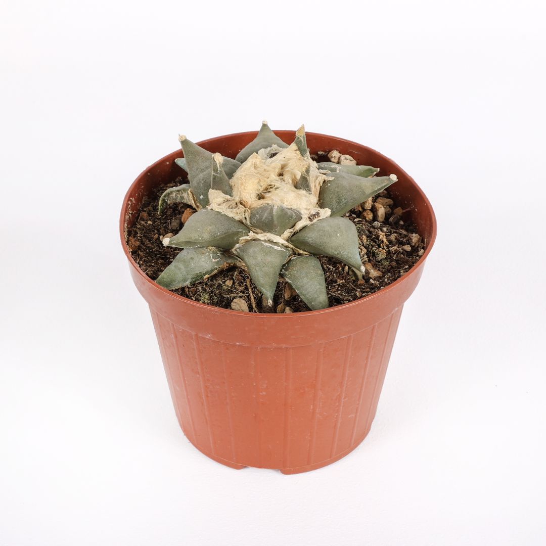 Ariocarpus retusus Ø 12