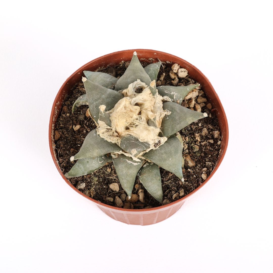 Ariocarpus retusus Ø 12