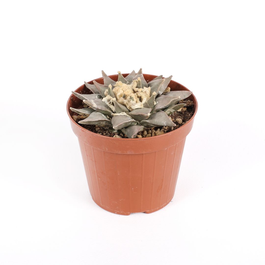 Ariocarpus retusus Ø 12