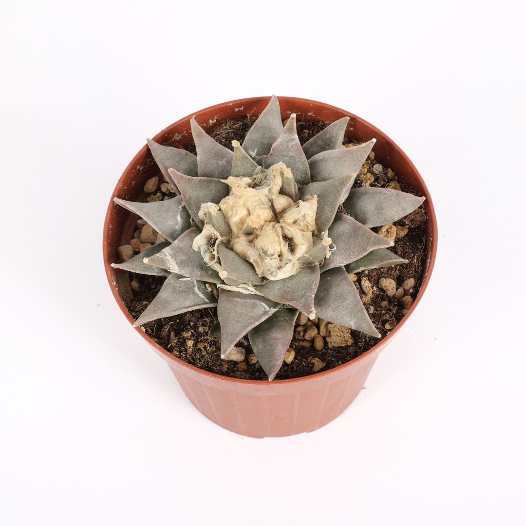 Ariocarpus retusus Ø 12