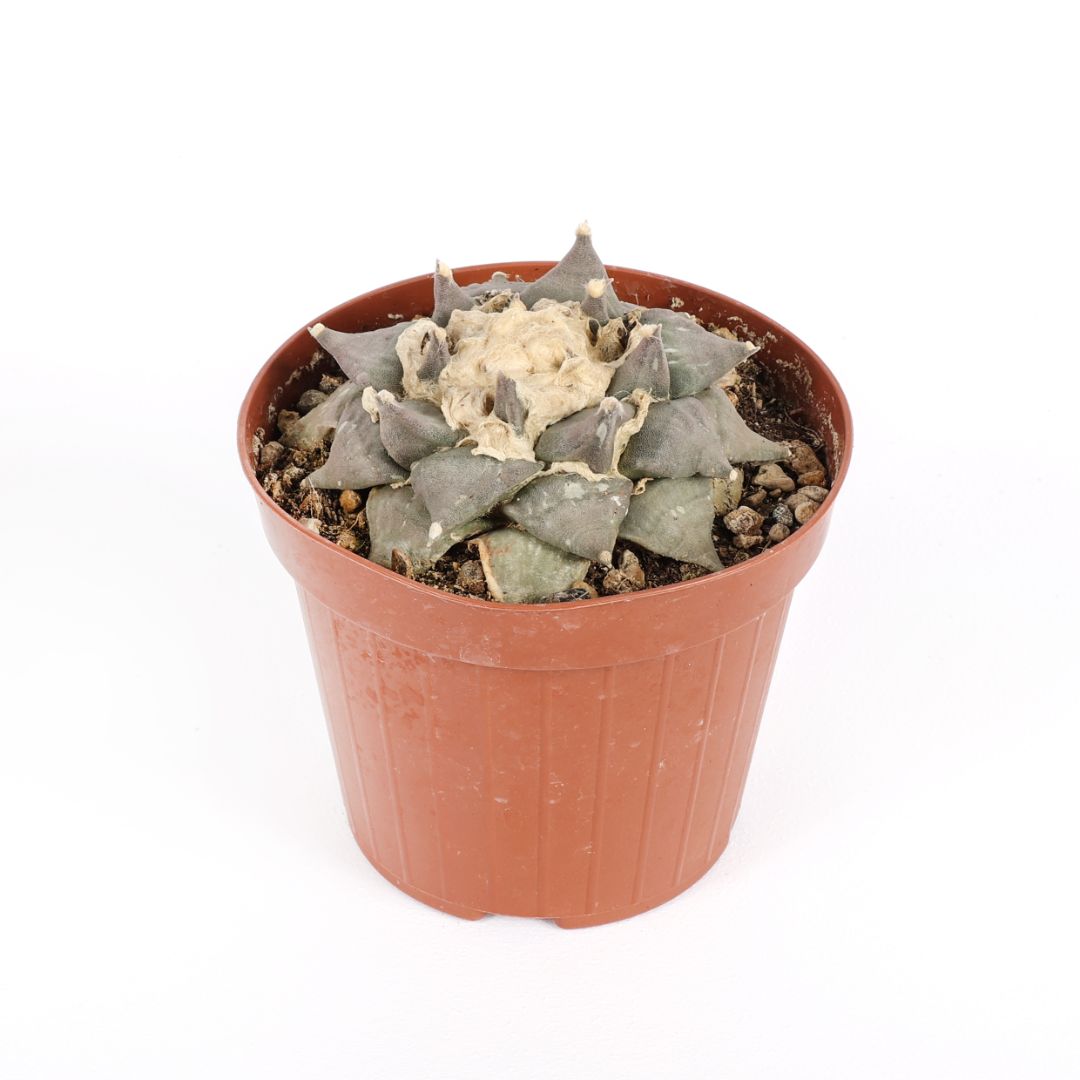 Ariocarpus retusus Ø 12