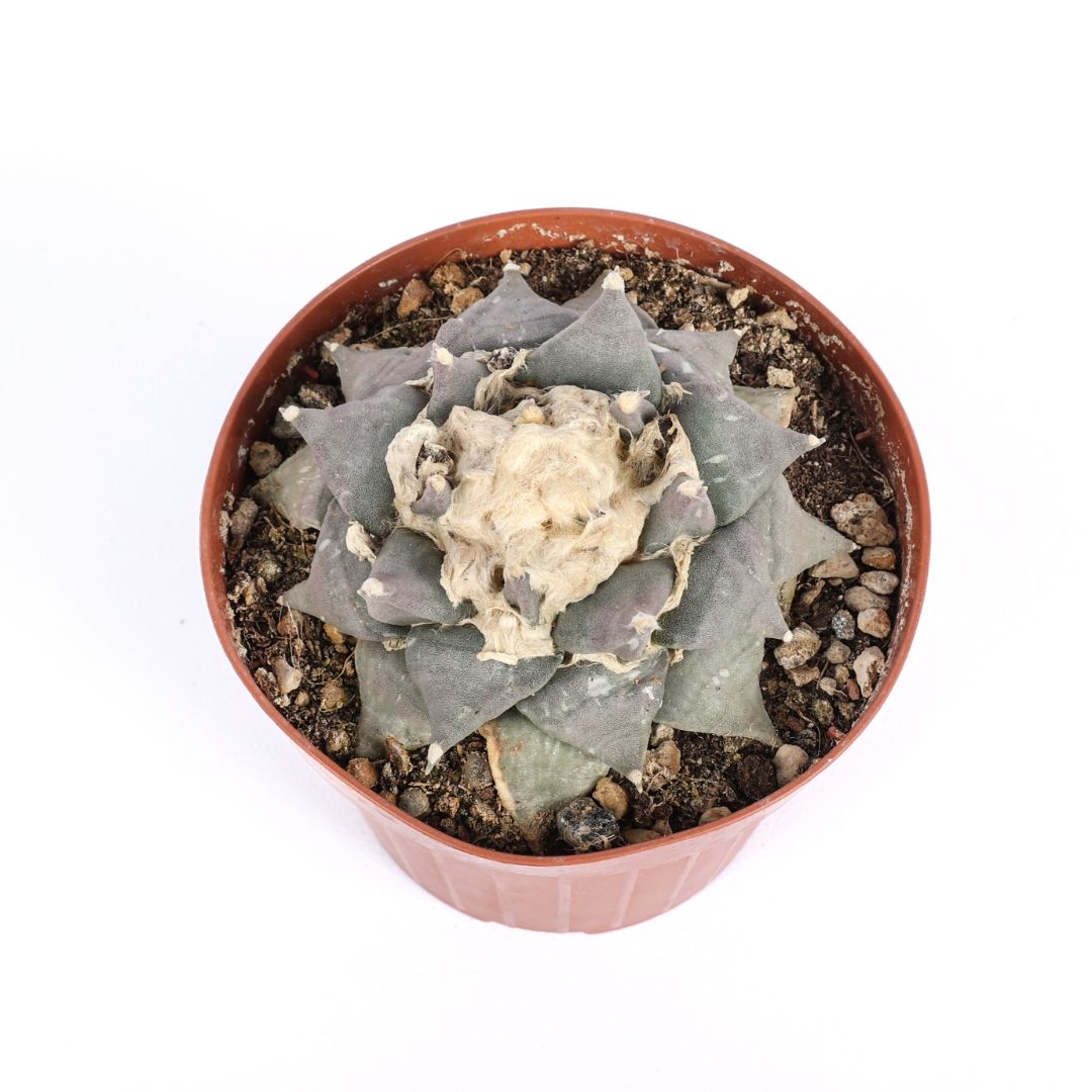 Ariocarpus retusus Ø 12