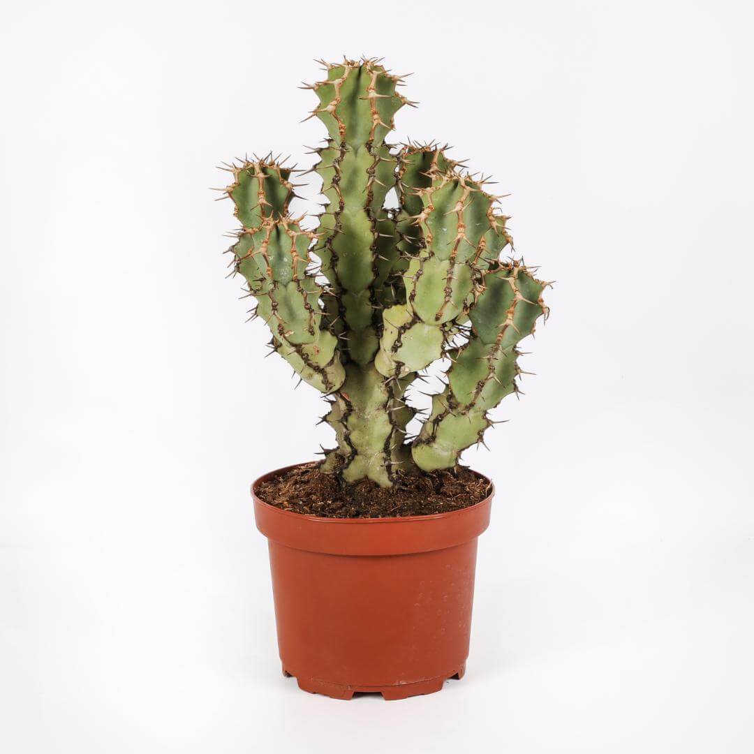 Euphorbia caerulescens Ø 20