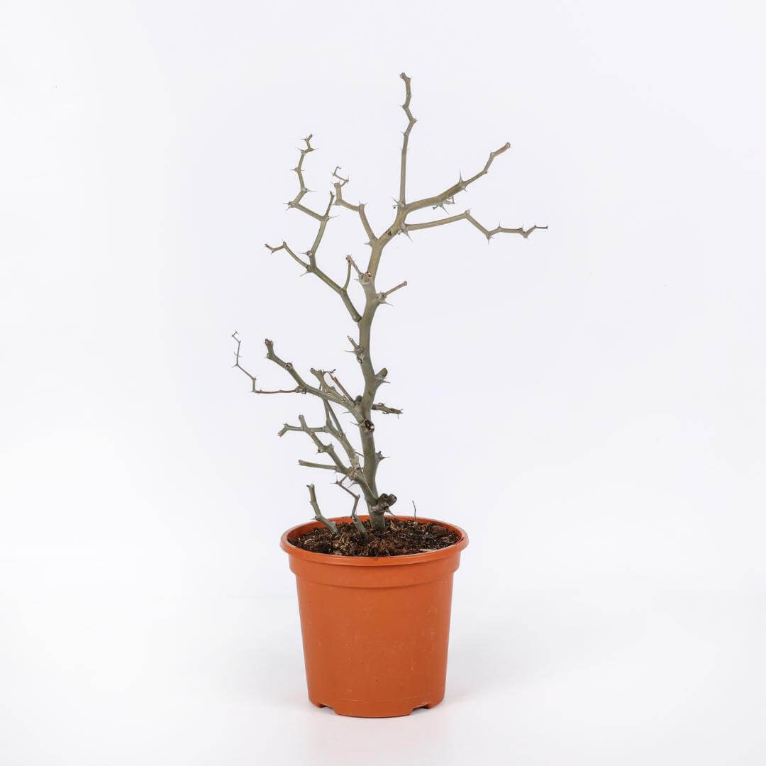 Decarya madagascariensis Ø 17