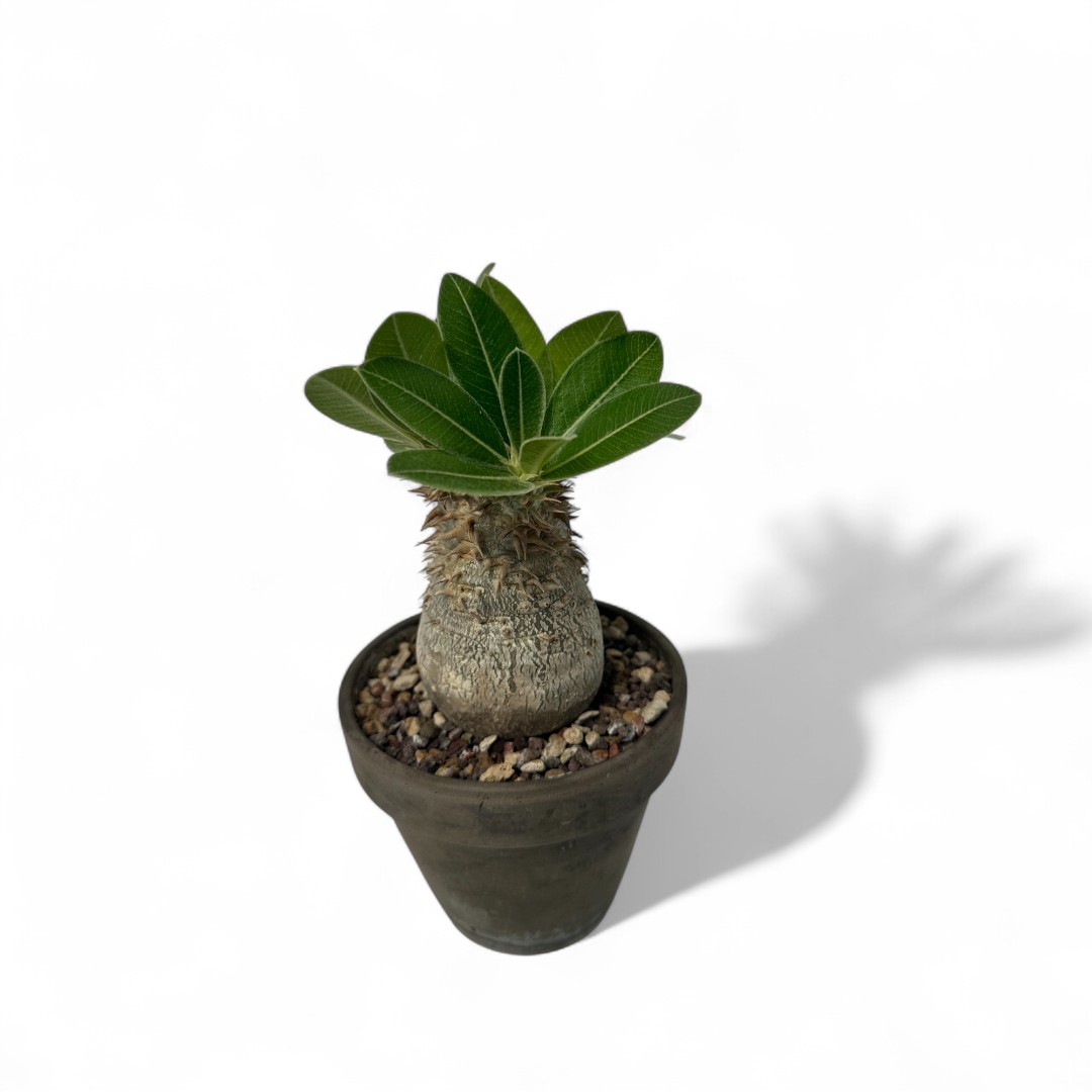 Pachypodium eburneum Ø 12