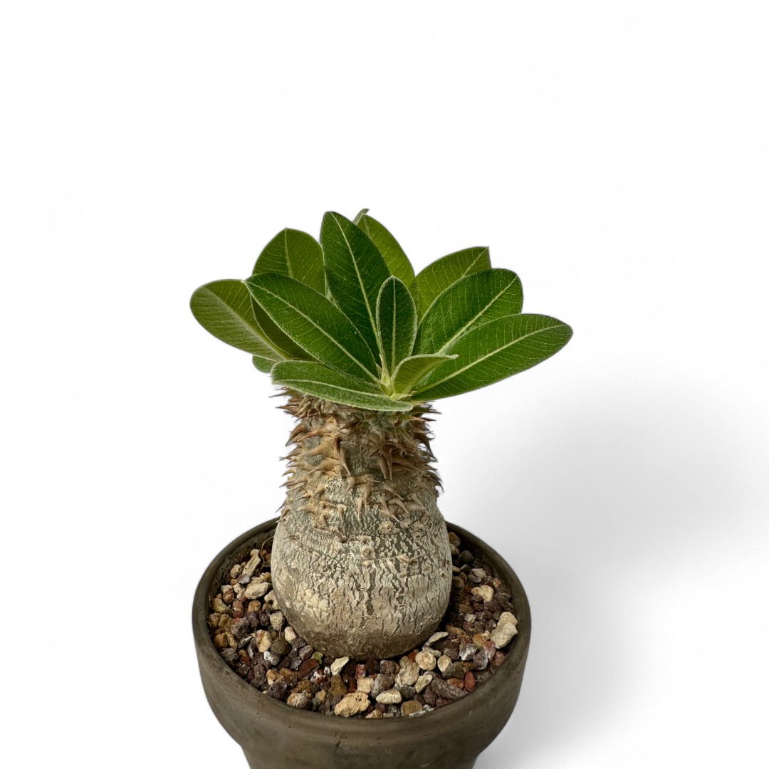 Pachypodium eburneum Ø 12