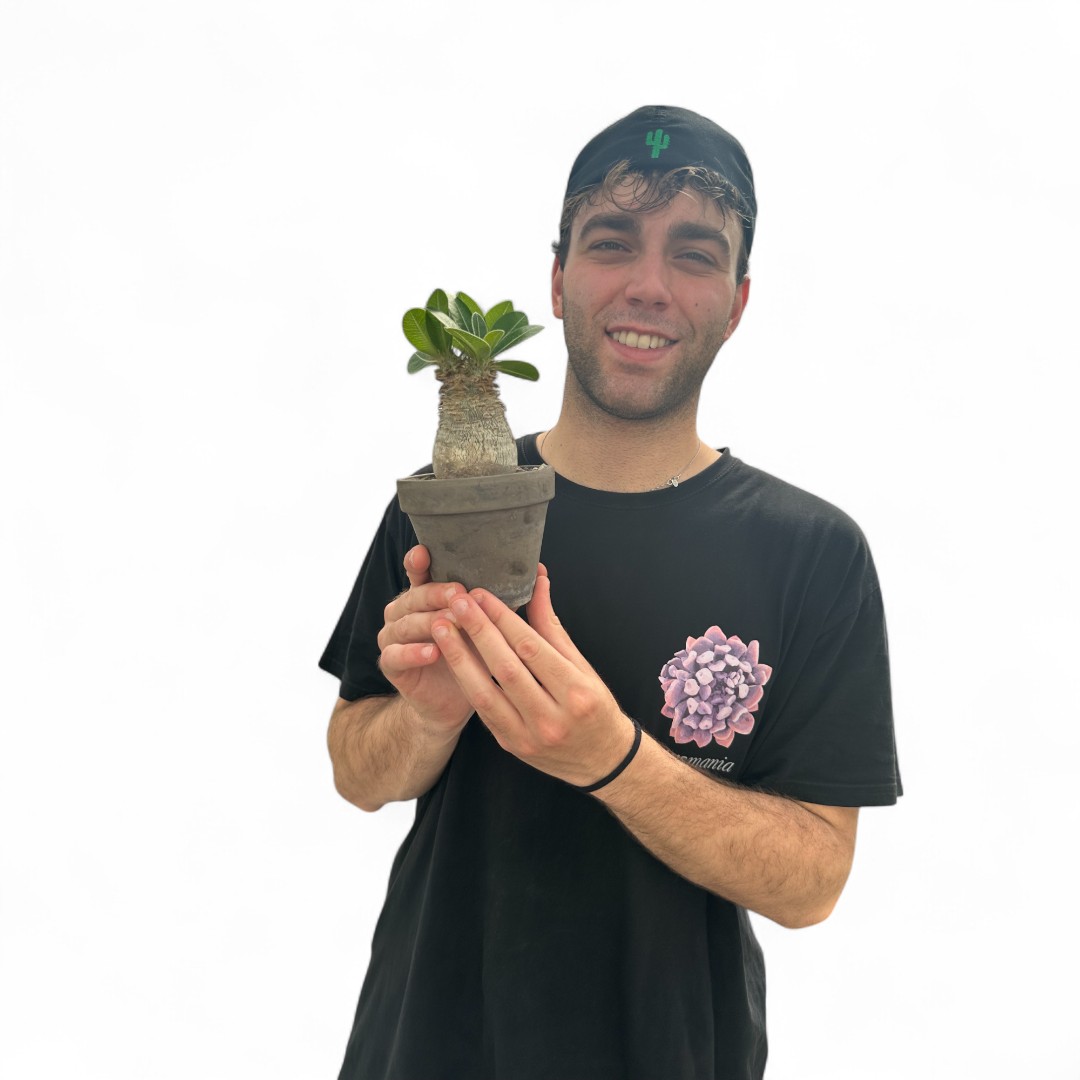 Pachypodium eburneum Ø 12