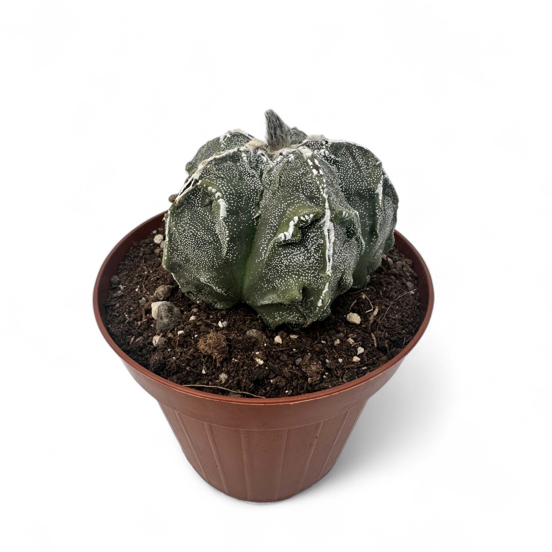 Astrophytum myriostigma Fukuryu Ø 12