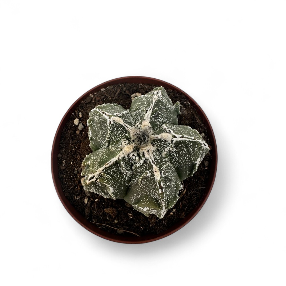 Astrophytum myriostigma Fukuryu Ø 12
