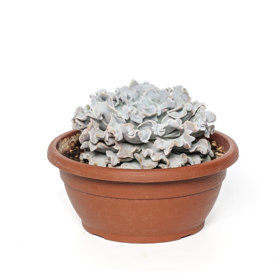 Echeveria 'Crispate Beauty' Ø 25 cm